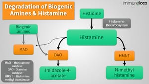 Amino Acids in Histamine Intolerance and Mast Cell Disease (MCAS)