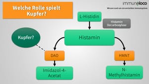Kupfer und Diaminoxidase (DAO) – welche Beziehung besteht?