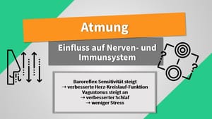 Atemübungen: Einfluss auf Nerven- & Immunsystem