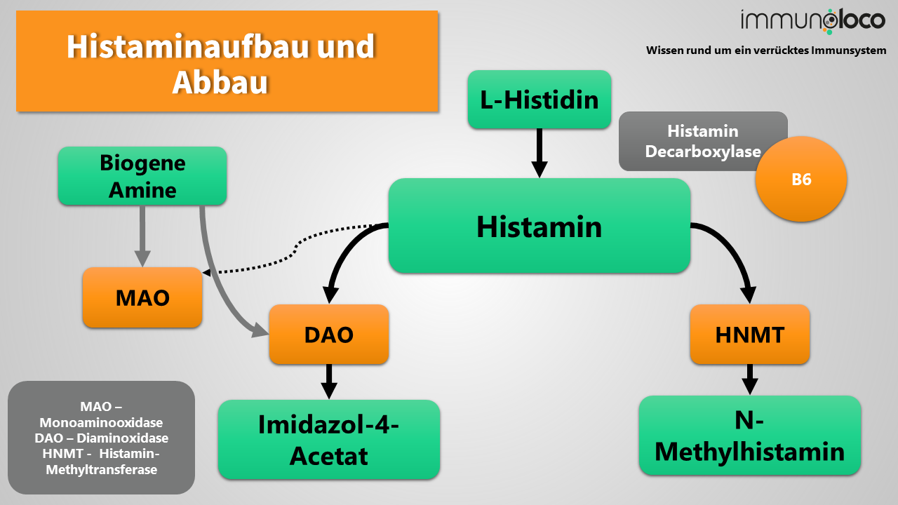3 umstrittene Aminosäuren bei Histaminunverträglichkeit & MCAS